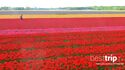 The World's Largest Spring Flower Garden - in Full Bloom on a Tulip-Time River Cruise!